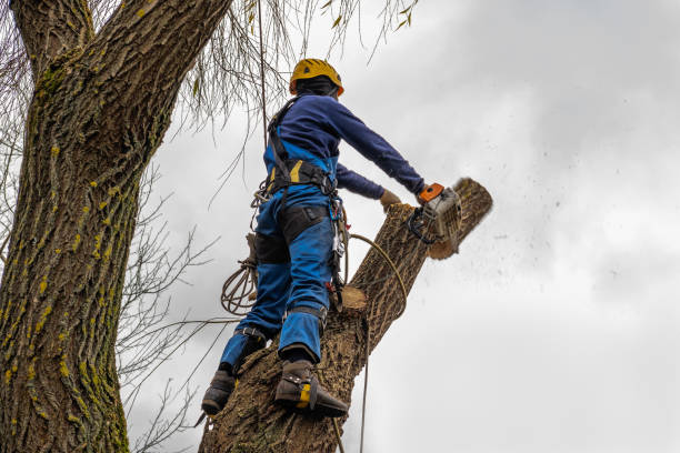 Best Tree Risk Assessment  in Lawnton, PA