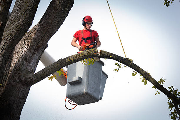 Tree and Shrub Care